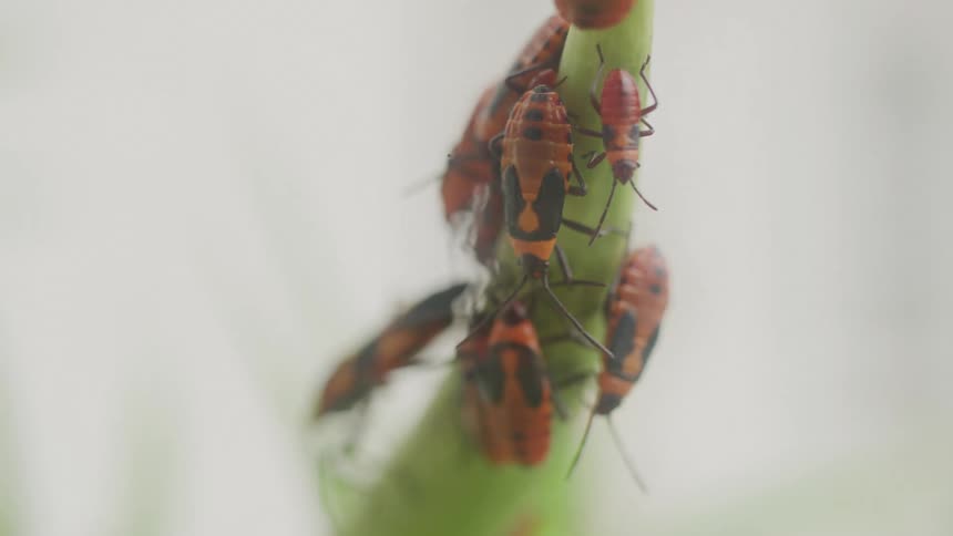 A small cluster of orange and black box elder bugs crawls and wriggles on the side of a tall green plant