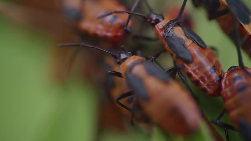 Several small orange and black box elder bugs on a green plant with their black antennae and legs twitching