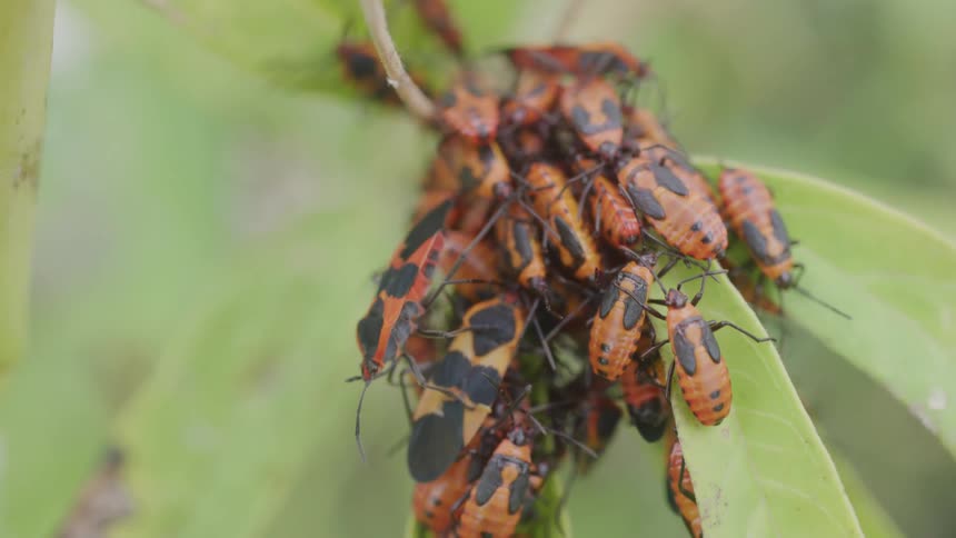 A macro shot shows a large dense cluster of orange and black insects crawling over each other on the green leaves of a plant