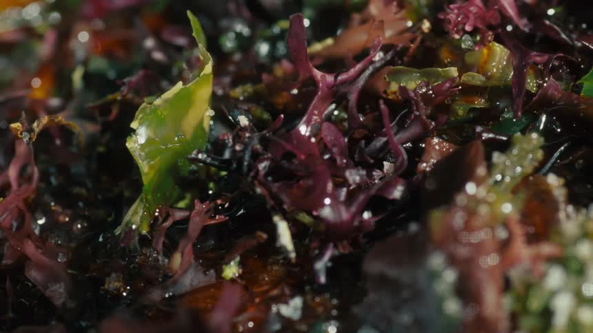 A variety of lettuce greens have been dressed in oil