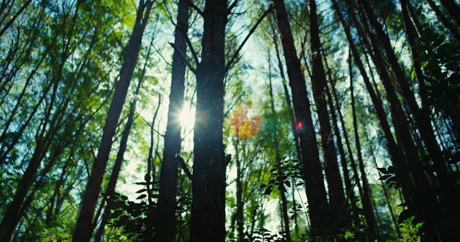 A view from the forest floor looks up at the towering trees and the bright blue sky above sunlight streams through the leaves creating a lens flare and illuminating the dense foliage