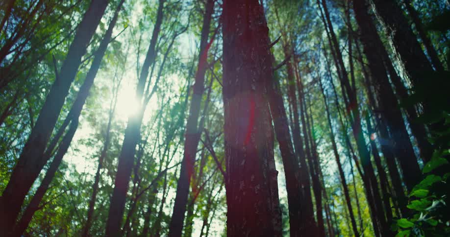 Sunlight shines through trees in the forest