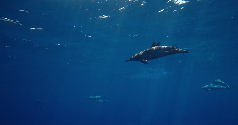 A group of dolphins swims gracefully through the clear deep blue ocean the sunlight from the surface creates a bright shimmering effect above them