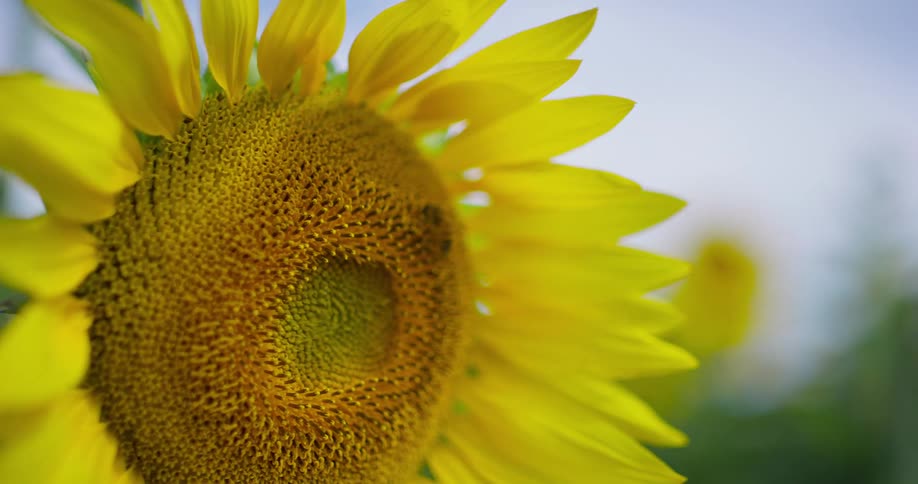 A sunflowers petals moving under a gentle breeze