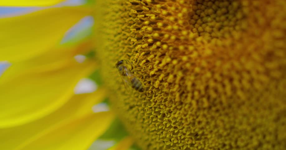 Closeup of a honeybee collecting pollen on the bright yellow disk of a sunflower