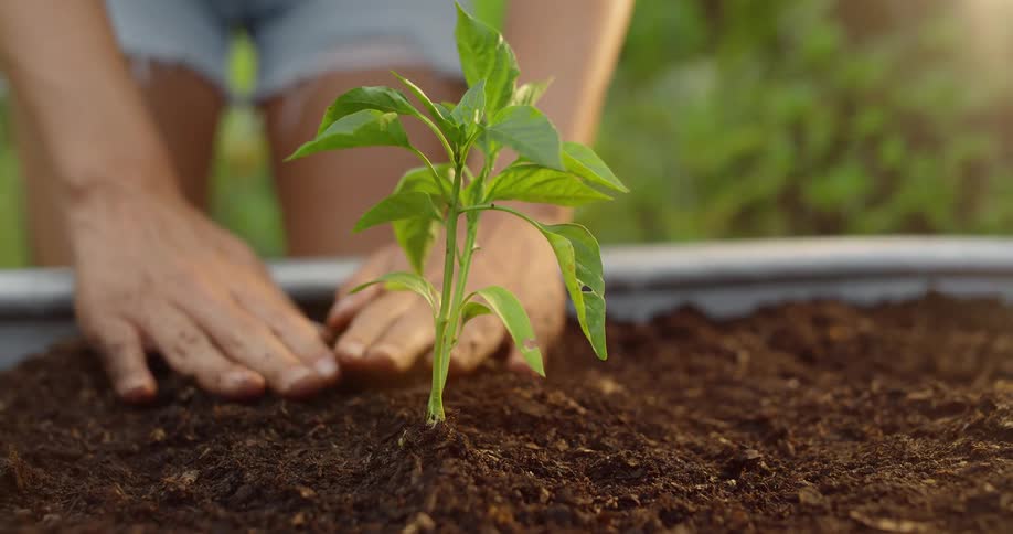 Close up gardener patting soil around newly planted plant in planter