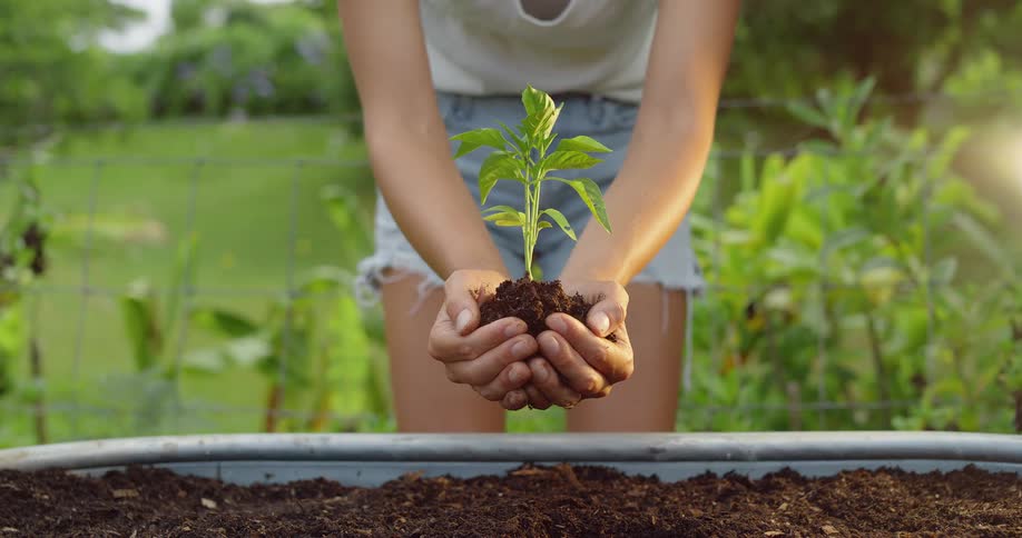 A woman is holding a starter plant over a raised garden bed