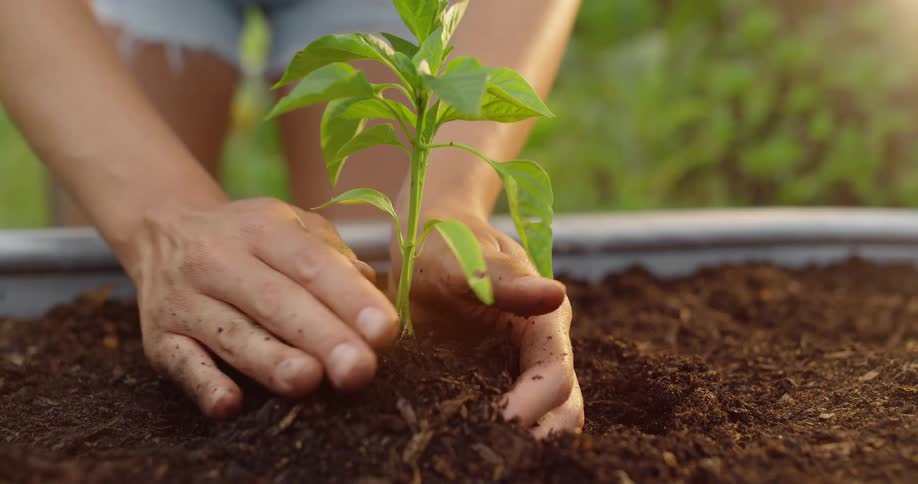 The video shows a persons hands placing a small seedling into a bed of soil they then gently pat the soil around the plant to secure it in place
