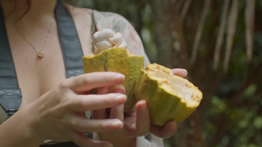 A woman is holding cacao that has been opened up to show the fruit