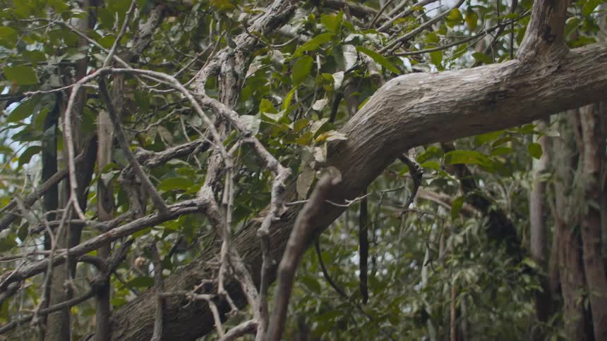 A slow tiltup shot reveals the tangled branches and thick trunk of a tree growing in a dense swampy jungle environment