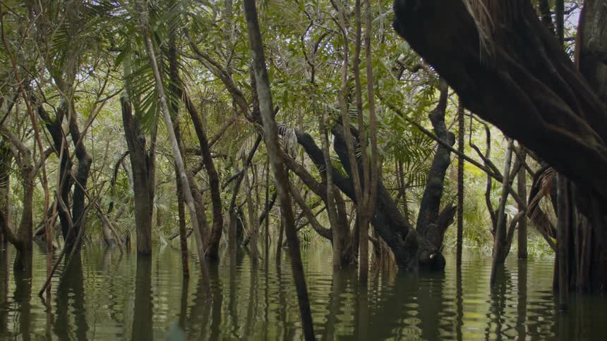 Flooded forest with trees reflected in the calm water