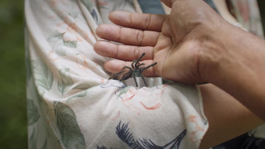 Hand holds a small spider over patterned fabric