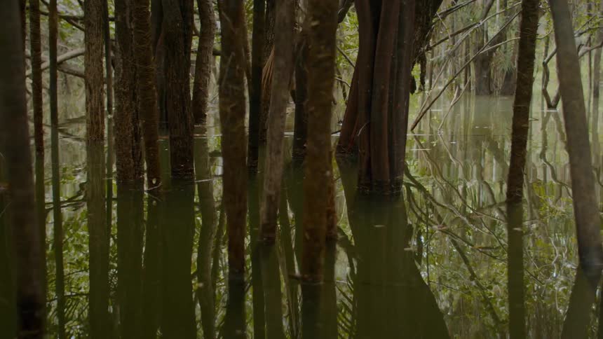 The video shows a flooded forest or swamp with trees growing directly out of the water the trees reflections are visible in the still murky water