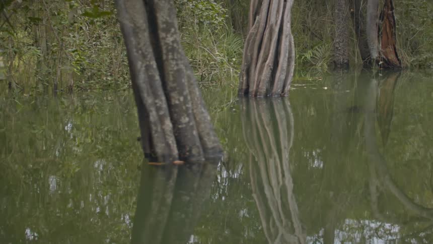 A swamp area is full of trees that grow in the water