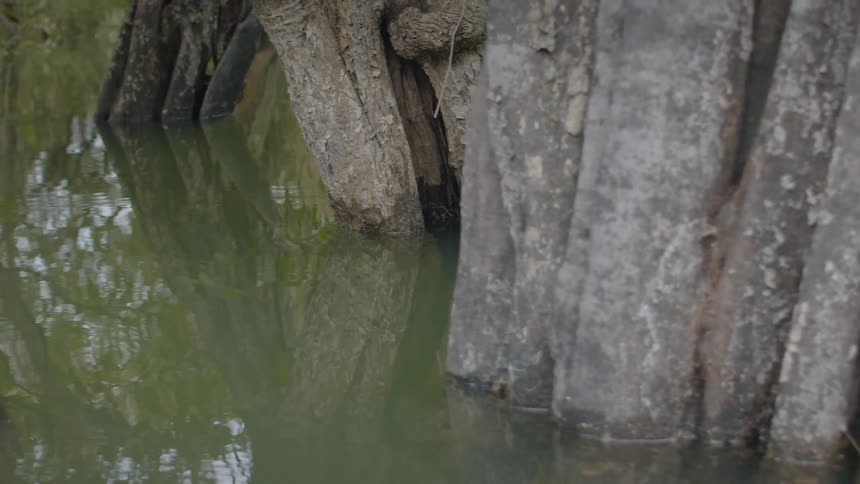 Massive mangrove roots meet murky water textured bark wet at the base