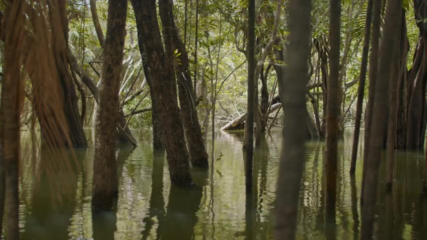 The camera pans to the right past a submerged or flooded forest with dark rippling waters