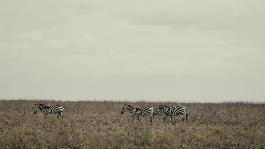 Three zebras walk together across the vast dry grasslands of the african savanna under an overcast sky