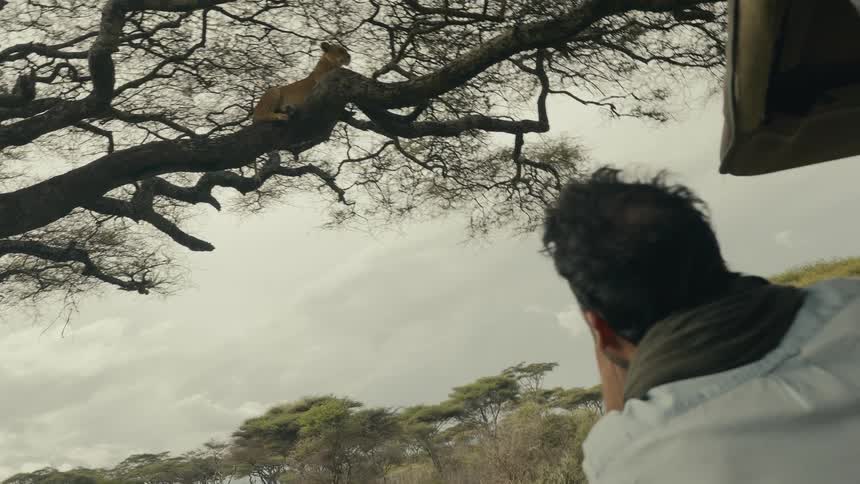 Man photographs a lioness lying on a tree branch in the savannah