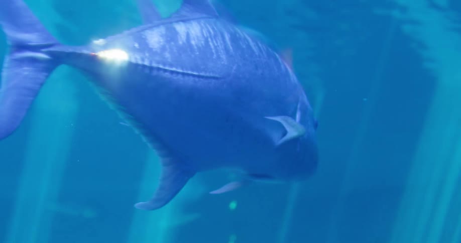 Large fish swims in blue waters illuminated by light