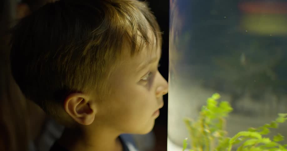 The video shows a child with lightcolored hair looking intently into a litup fish tank their face is illuminated by the light from the tank which contains a variety of green plants