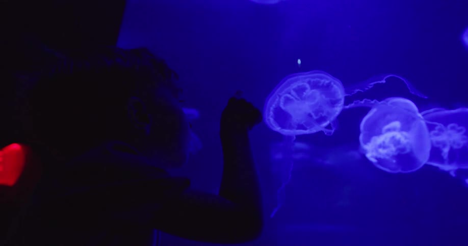 Boy fascinated by jellyfish swimming in an aquarium stands close to the glass while watching them