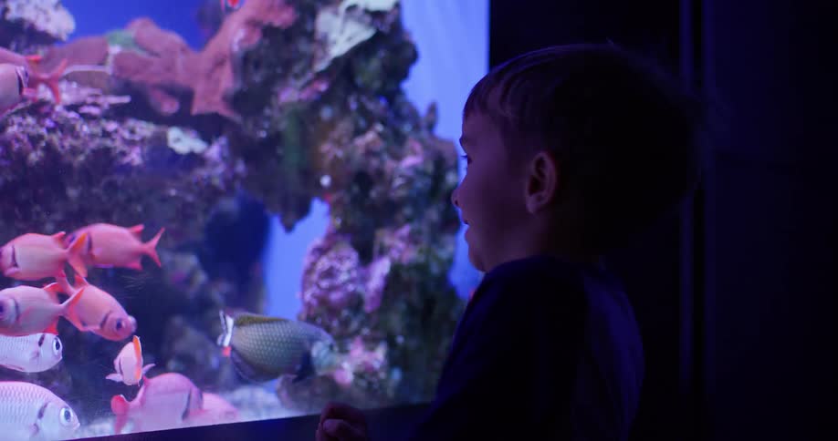 A young boy watching fish swim in an indoor aquarium tank excited by the experience
