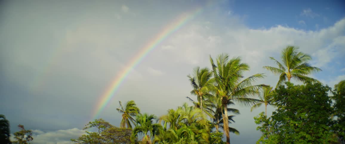 Rainbow stretches across the sky above tropical palm trees