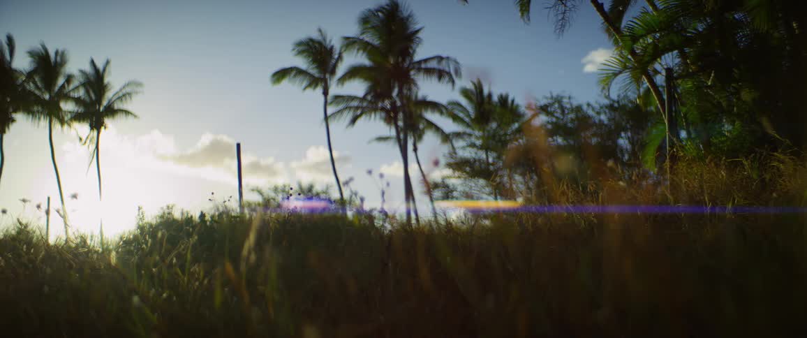 Palm trees sway with tall grass in the foreground at sunset