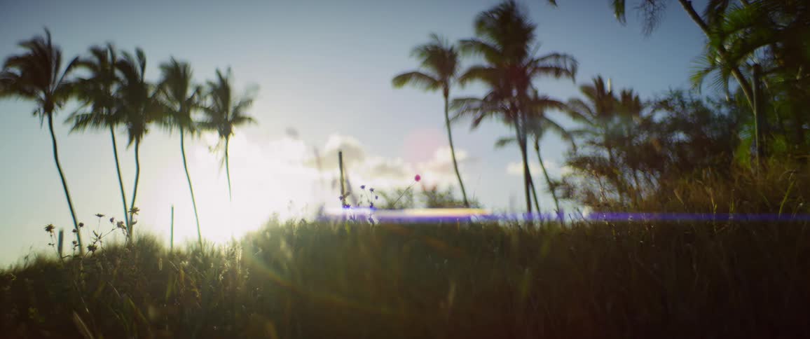 The sun shines on the palm trees and grass