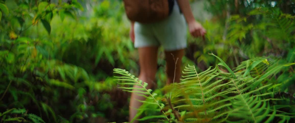 A hiker with a backpack and tan shorts walks through a lush green fern field their hand brushing against the leaves