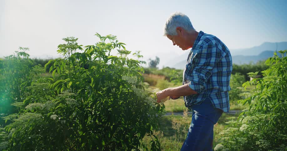 An elderly woman with short hair uses shears to trim plants in a green field