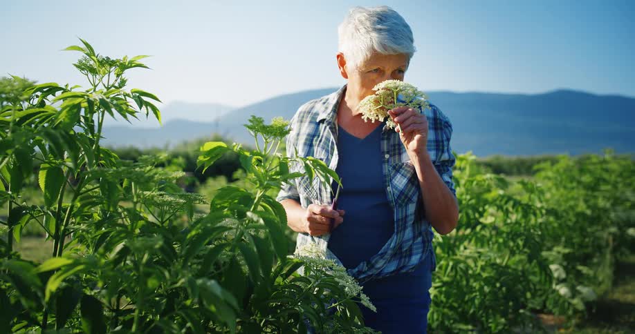 An elderly woman in a garden cuts a flower from a plant and holds it to her nose to smell at midday