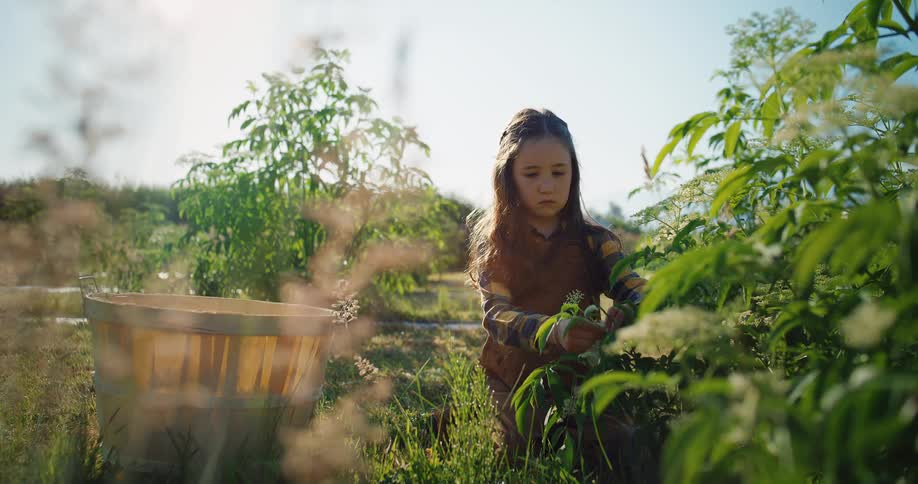 Child harvesting green plants in a field next to a wooden basket