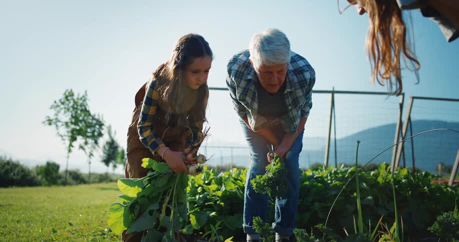 Granddaughter and grandmother harvest fresh vegetables in the garden outdoors