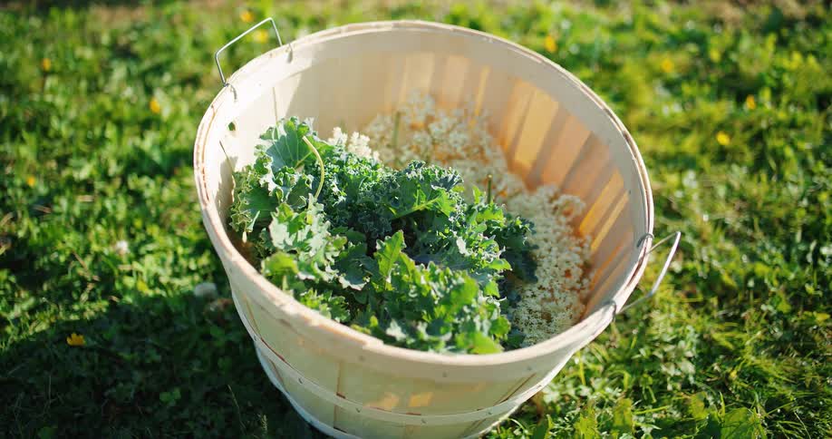 A basket of freshly picked greens sits on the grass in a sunlit field