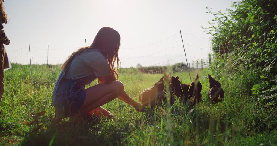 Children feed chickens at sunset in a green field