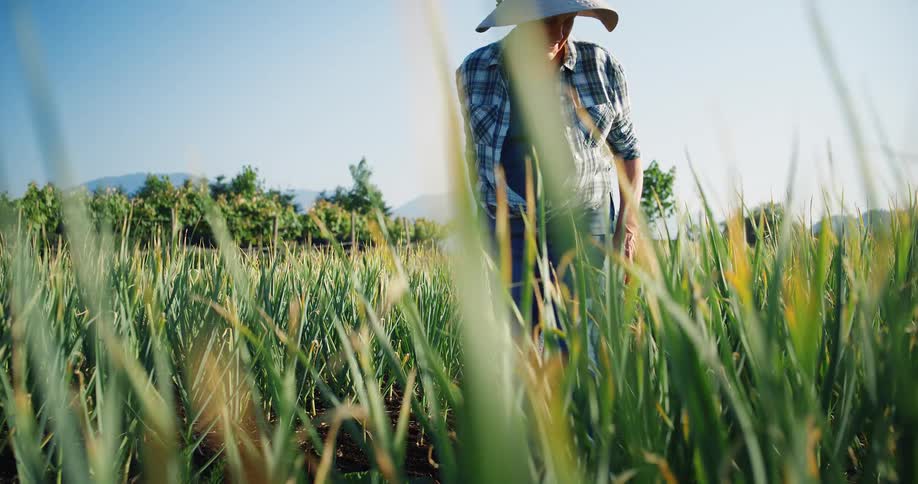 A farmer is working in a green field under the bright sun