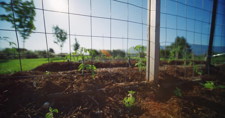 A view from a garden shows a long row of small green plants in the ground with a wire fence in the middle and a grassy field visible in the background under a clear sky