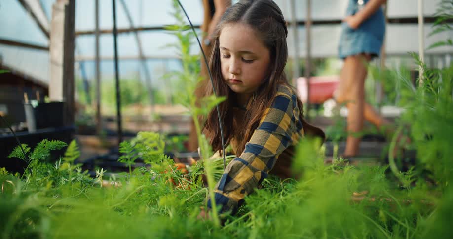 The child is picking carrots