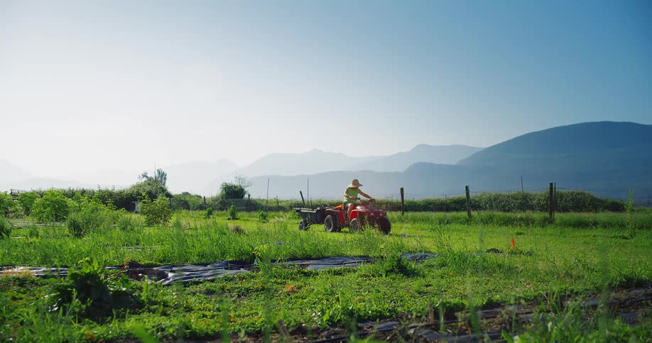A man wearing a straw hat and a green shirt drives a small red atv pulling a trailer across a grassy field with a mountain range in the background