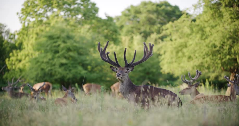A male deer with large dark antlers stands alertly in a field of tall grass surrounded by other deer that are lying down with green trees in the background
