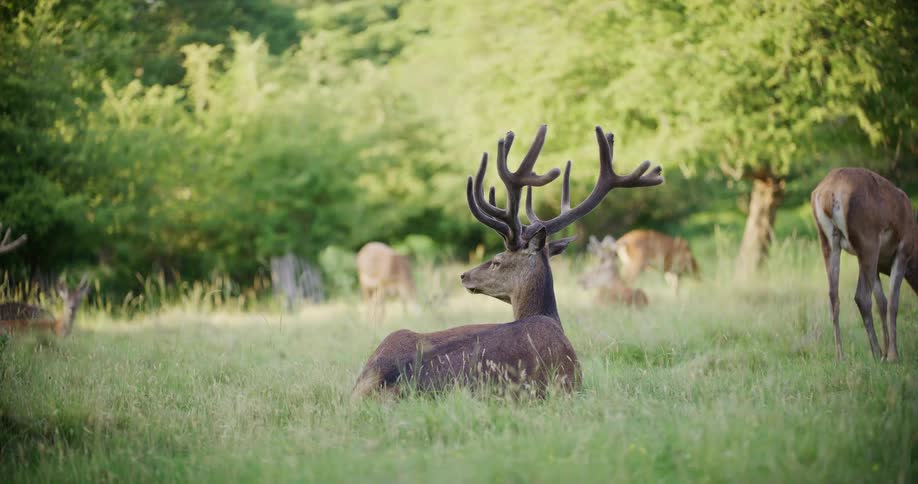 A stag rests in tall grass as deer graze nearby in a forest clearing