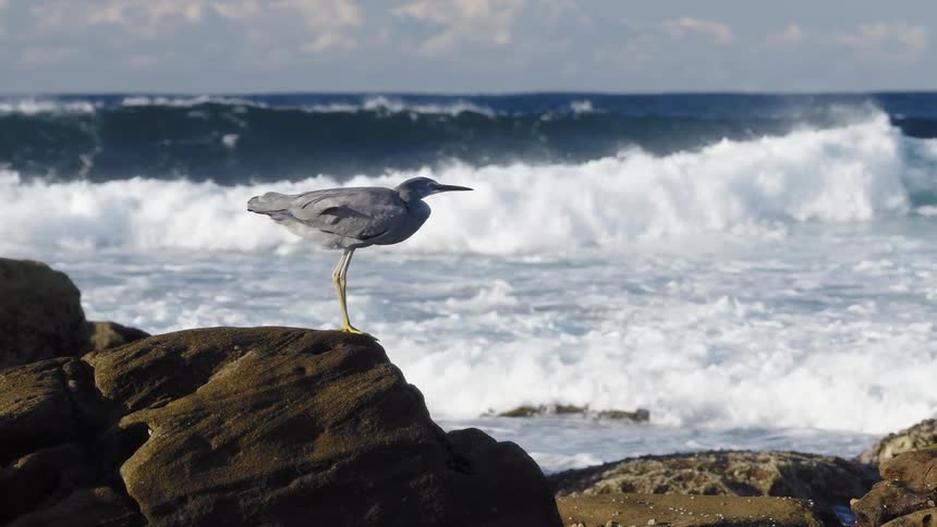 Bird standing on a rock over looking the waves crashing on the shoreline