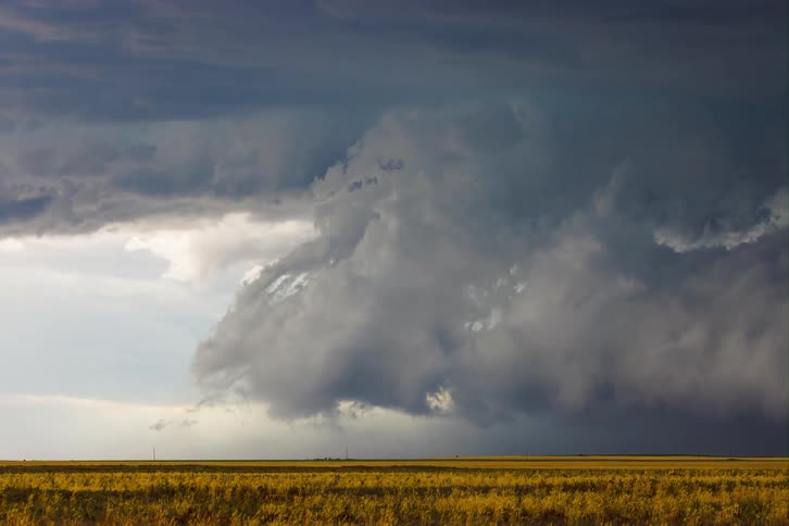 Dense storm clouds approach over a field of yellow vegetation