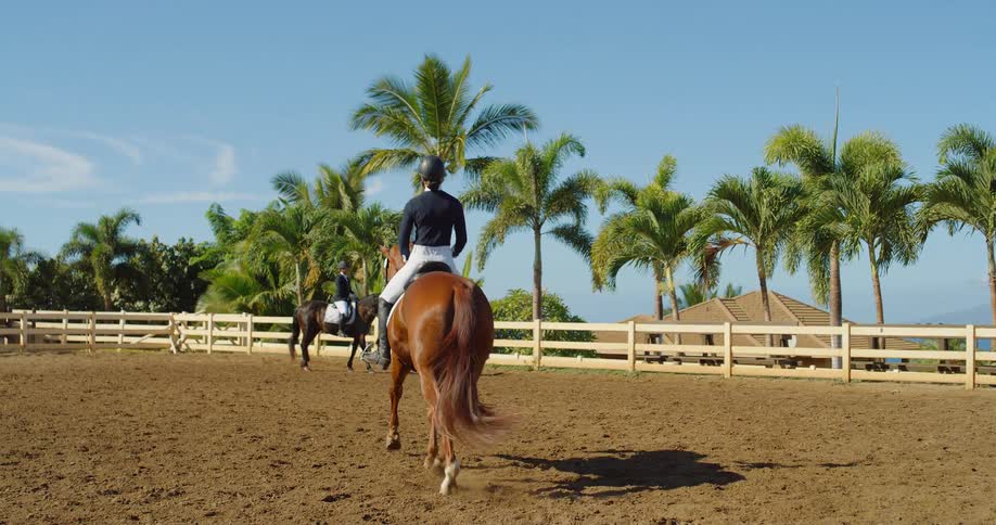 An equestrian guides her horse across a bright palmlined arena