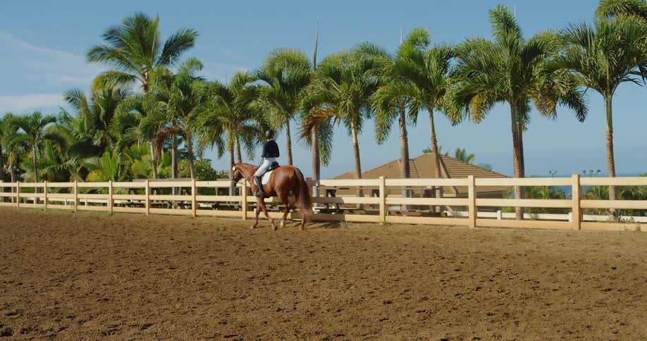 A rider guides a horse along the rail of a wide outdoor arena palm trees lining the bright open space