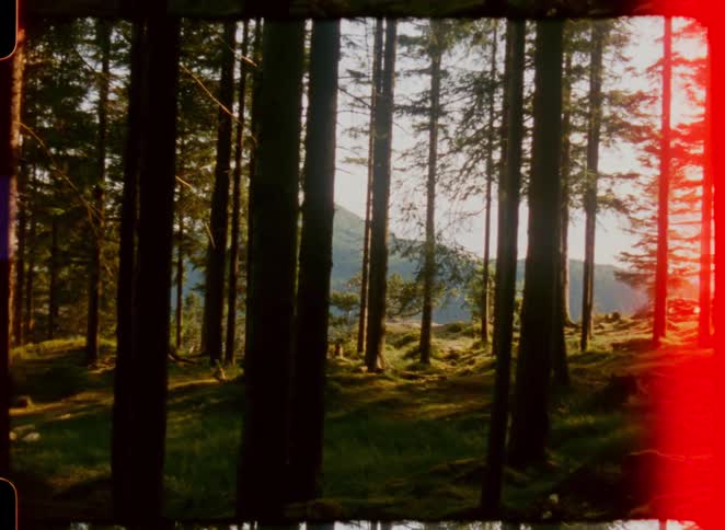 A dense forest with tall trees and sunlight filtering through