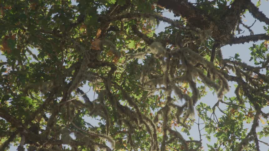 Thick moss hangs down from the branches of a large tree creating a lush textured canopy the leaves on the tree are a mixture of green and yellow and the sky is a clear blue