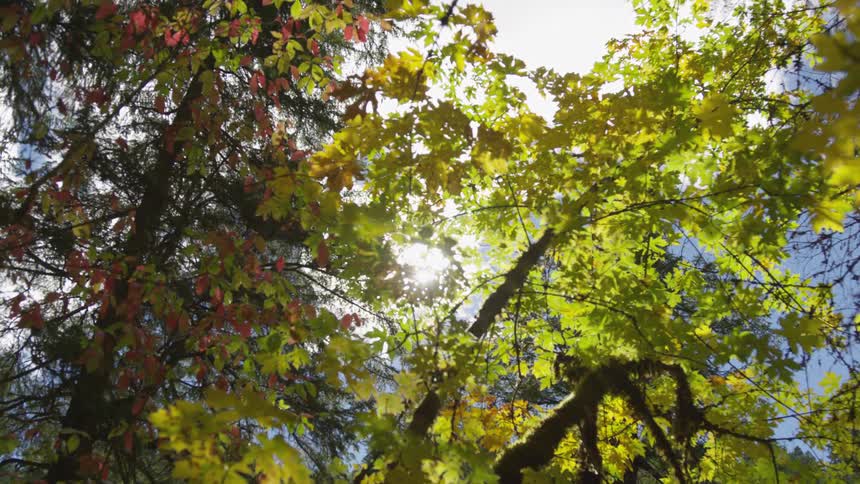 Several leafy tree branches overhead block out the direct sunlight