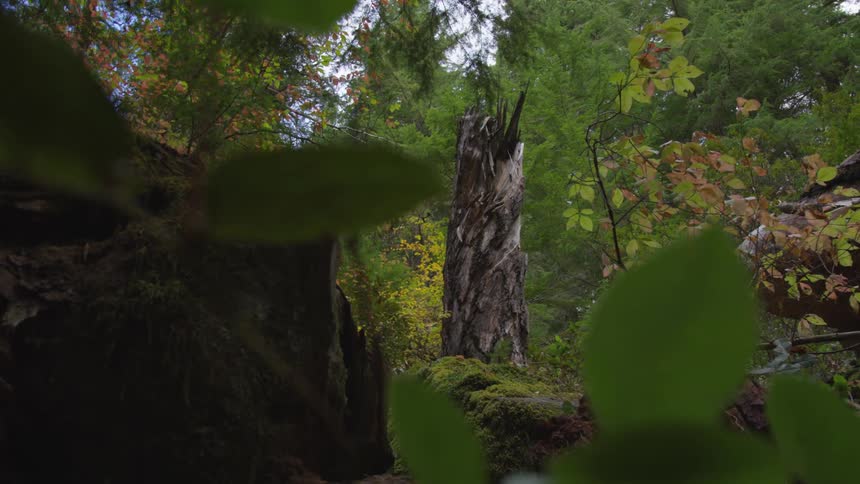 A view of a lush forest shows a mossy ground and a large jagged tree stump at the center of the frame the surrounding trees are a mix of evergreens and deciduous trees with leaves showing hints of autumn color